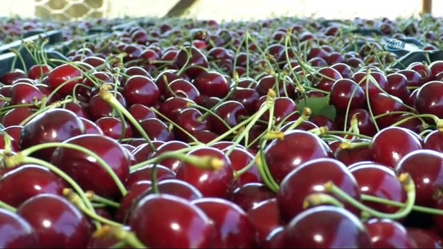 Kiraz fiyatlarında düşüş vatandaşa yaradı