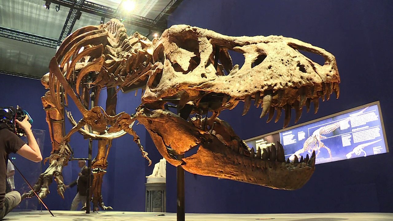 T-Rex exposto em Paris