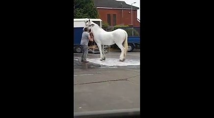 Etats-Unis : Un homme fait la douche à son cheval dans une station de service !