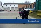 Voiturette pour chien handicapé de Roumanie