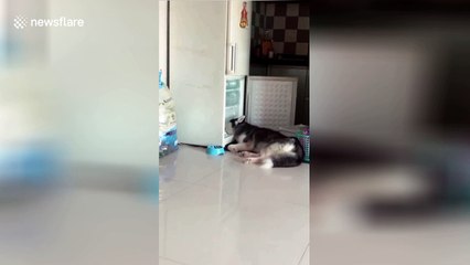 Husky sleeps with head in fridge to cool off