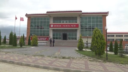 Doğaya Salınan Kurt Gps ile Takip Ediliyor