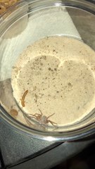 Effrayée par un ver, cette araignée s'enterre au lieu de le manger !