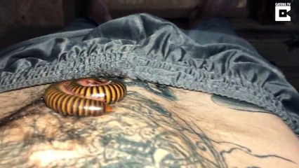 Se réveiller avec un 1000 pattes sur le ventre !!