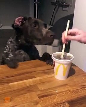 Paille du McDo : ce chien devient fou devant cet objet !