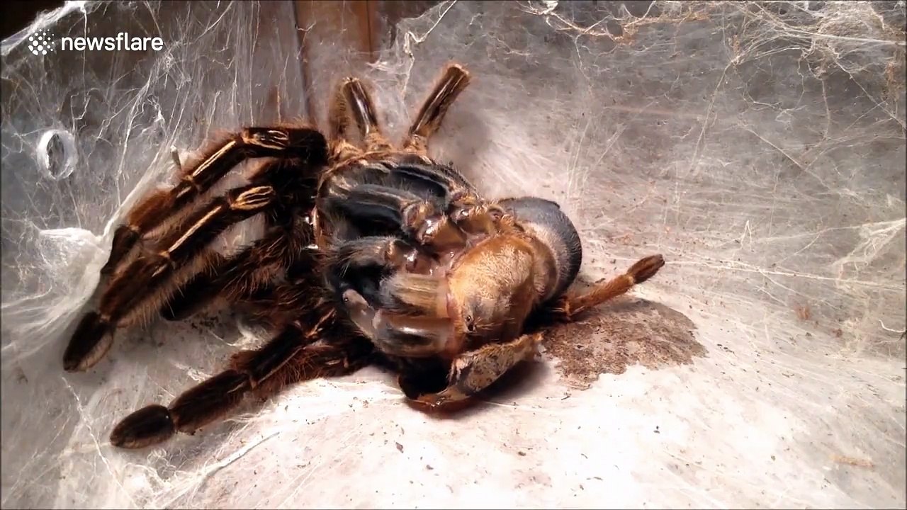 Mue d'une araignée mygale géante ! - Vidéo Dailymotion