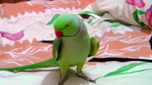 Sammy-The talking Indian Ring-neck parrot