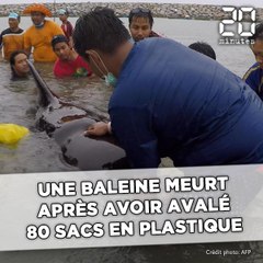 Une baleine meurt après avoir avalé 80 sacs en plastique
