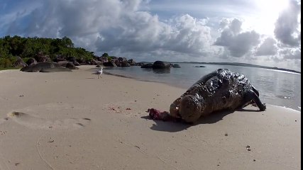 Il filme au plus près la morsure d'un crocodile...