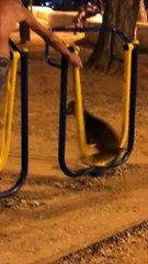 Un chien fait de la balançoire avec son maitre