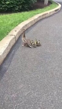 Des passants sauvent des bébés canards tombés dans un caniveau!