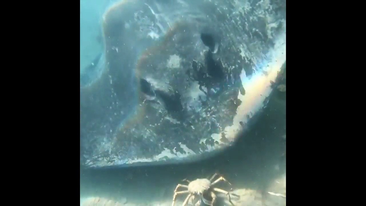 Une rais pense pouvoir manger plein de crabes... Pas simple!