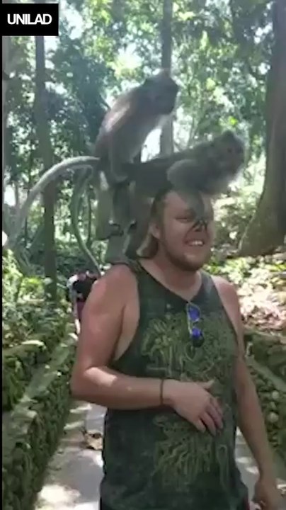 2 singes en pleine action sur la tête d'un touriste... tranquille