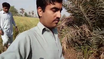 Saraiki Village Life Documentary _ Punjab Pakistan