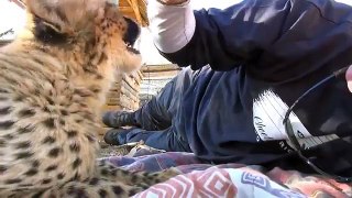 Baby Cheetah Cub Purring - Cat Purrs & Plays With Keeper At A Breeding Center In South Africa