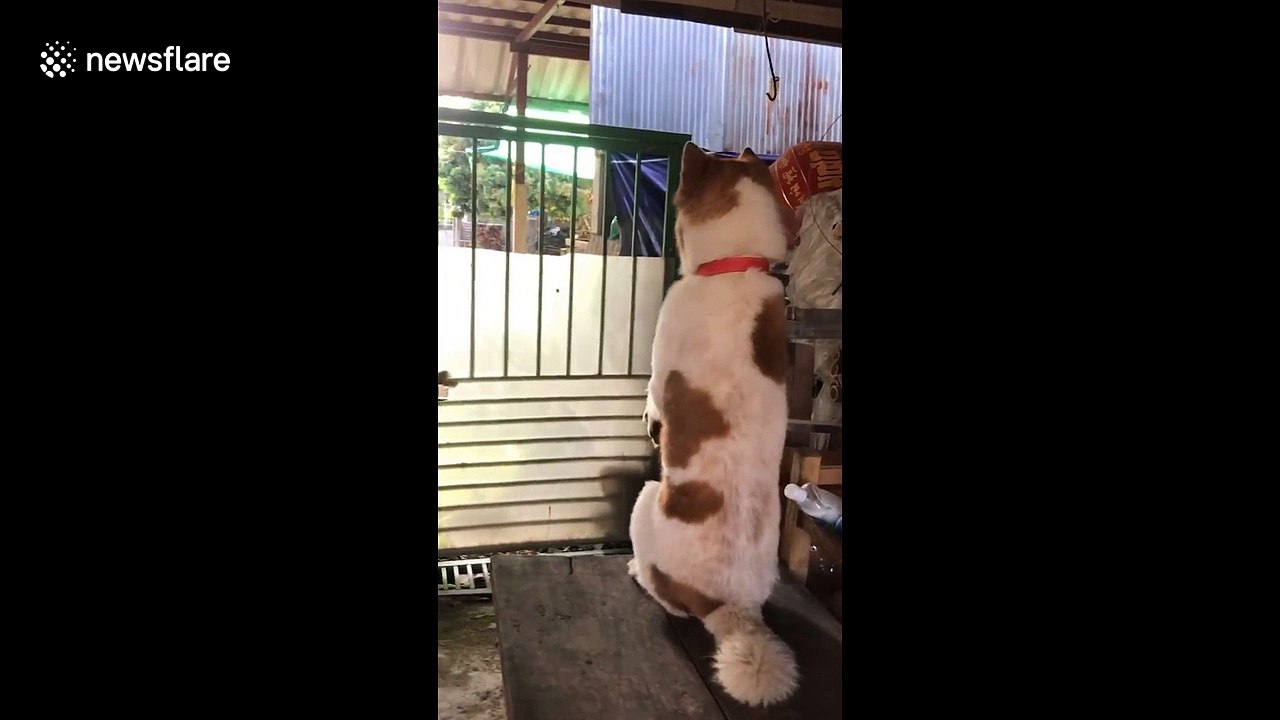 Heartbroken hound stands on hind legs to see ‘girlfriend' with another dog