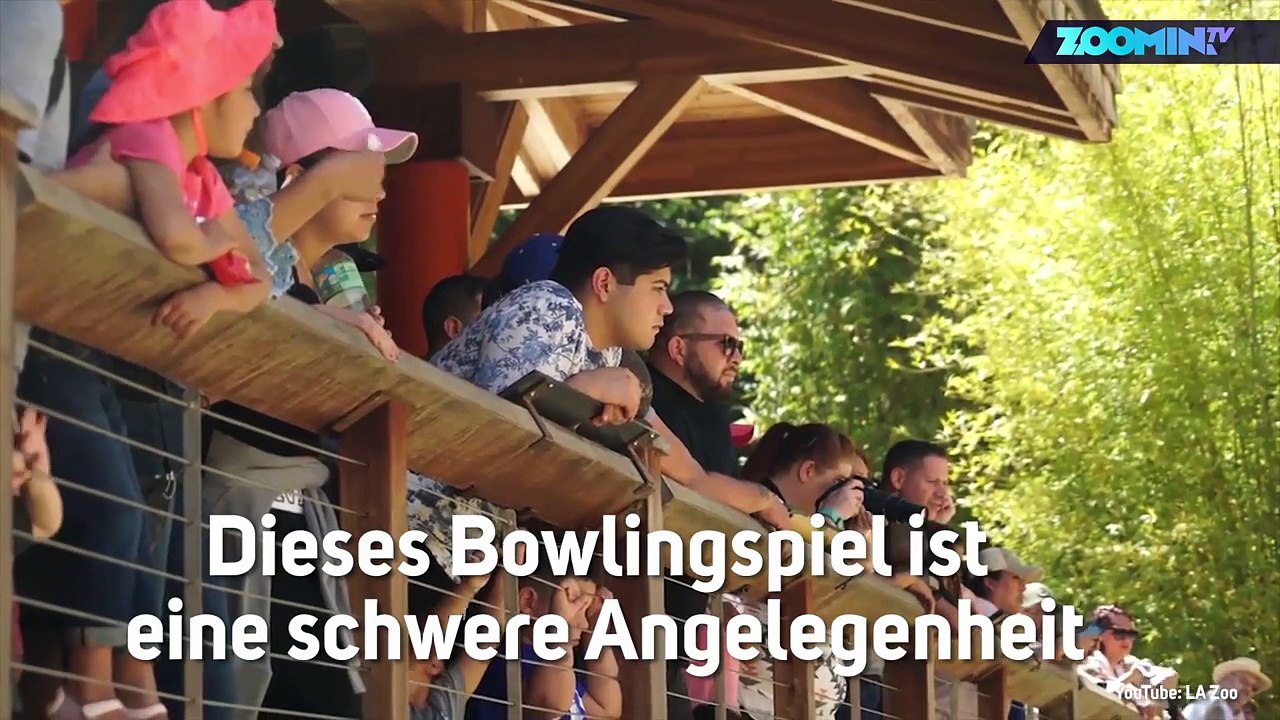 Zoo-Bowlingbahn: Elefanten kegeln für den guten Zweck