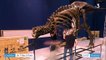 Coulisses : Trix, un tyrannosaure femelle à Paris