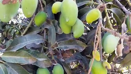 Raw Mango آم Fruits In Punjab Village Life In Pakistan
