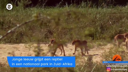 Buffel smijt leeuw in de lucht