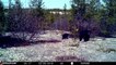 02-06-2018 - Une ourse avec son petit