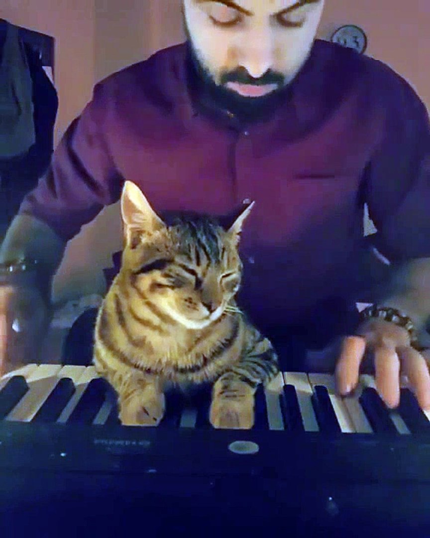Музыка для кота (6 sec)