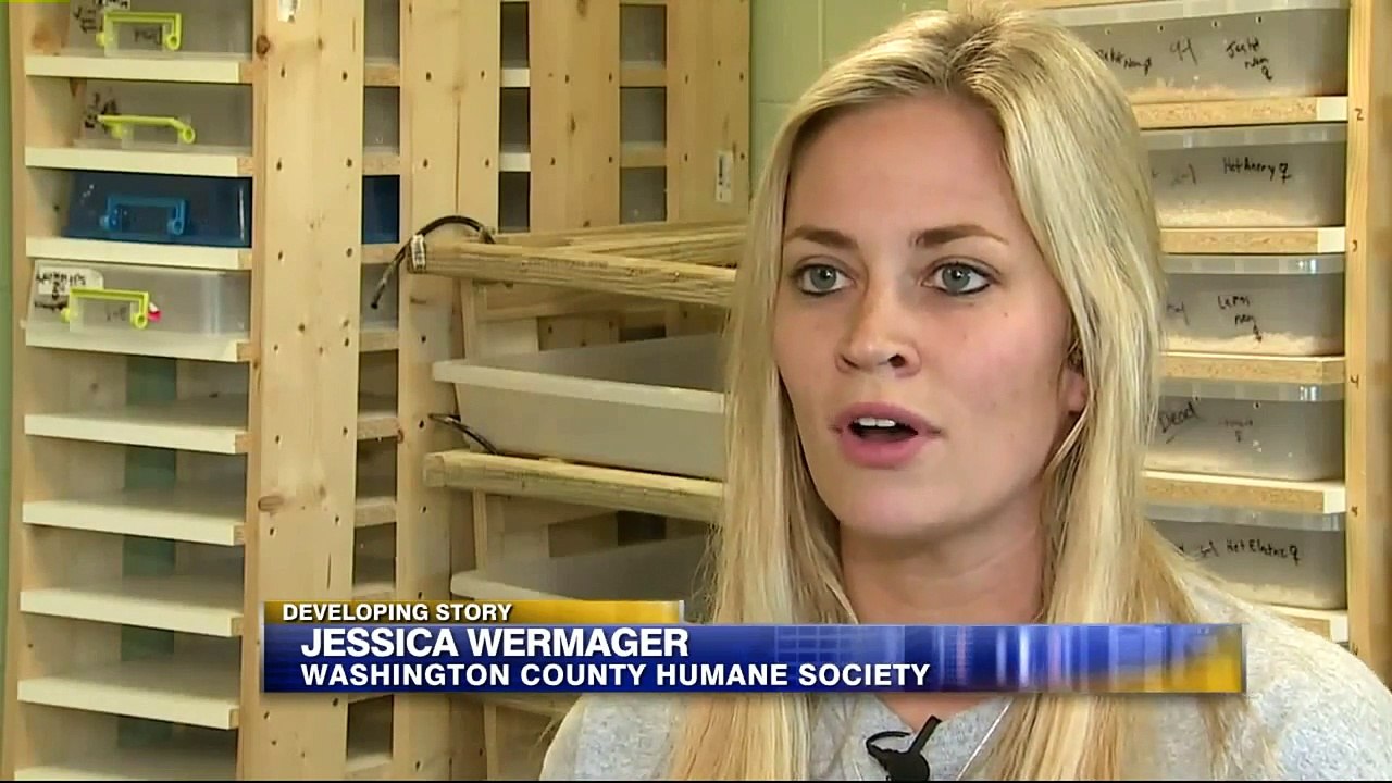 Humane Society Now Caring for 400 Snakes, Mice Found in Wisconsin Home