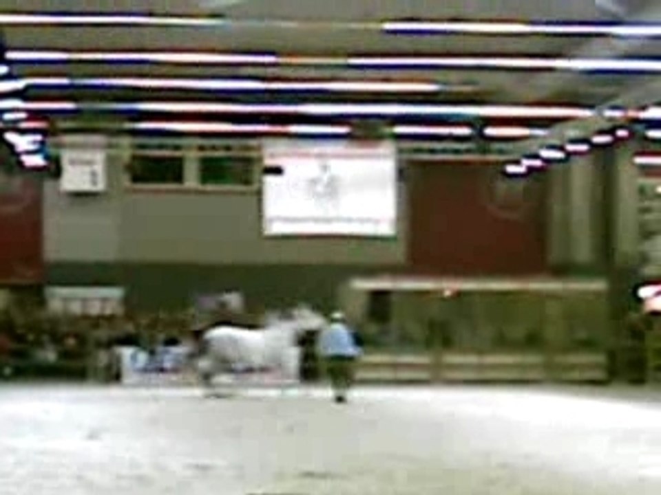 Salon du cheval: haras de la Cense