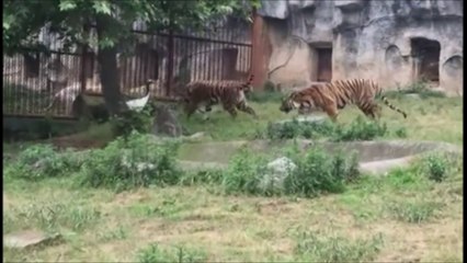 Un oiseau tient tête à 3 tigres... Courageux!