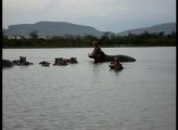 Ces touristes en bateau se font prendre en chasse par un hippopotame