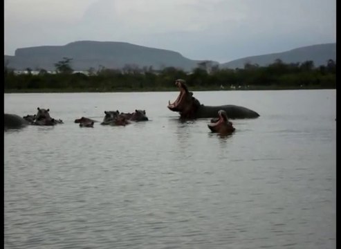Ces touristes en bateau se font prendre en chasse par un hippopotame