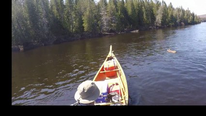 Il aperçoit un lynx à l'eau en train de nager... Images très rares