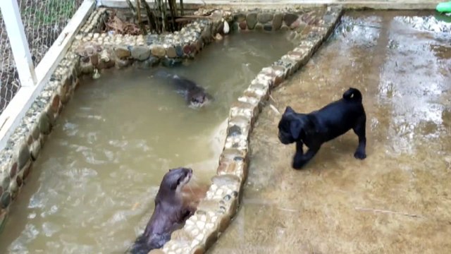 La rencontre entre un chiot et 2 loutres : juste adorable