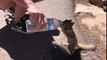 Cet écureuil assoiffé vient boire à la bouteille d'un touriste au Grand Canyon