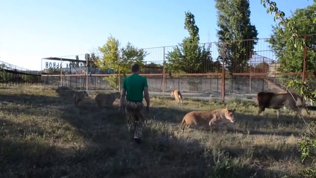 Un dresseur vient maitriser une dizaine de lions et lionnes dans leur enclos... C'est qui le boss