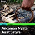 #1MENIT | Ancaman Nyata Jerat Satwa