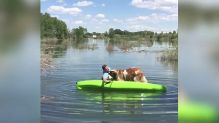 Funniest Pets Hate Water Compilation of 2018 _ Funny Pet Videos