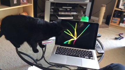 [PETS FOR KIDS] Ultimate TNTL Cats - Funny Pet Videos