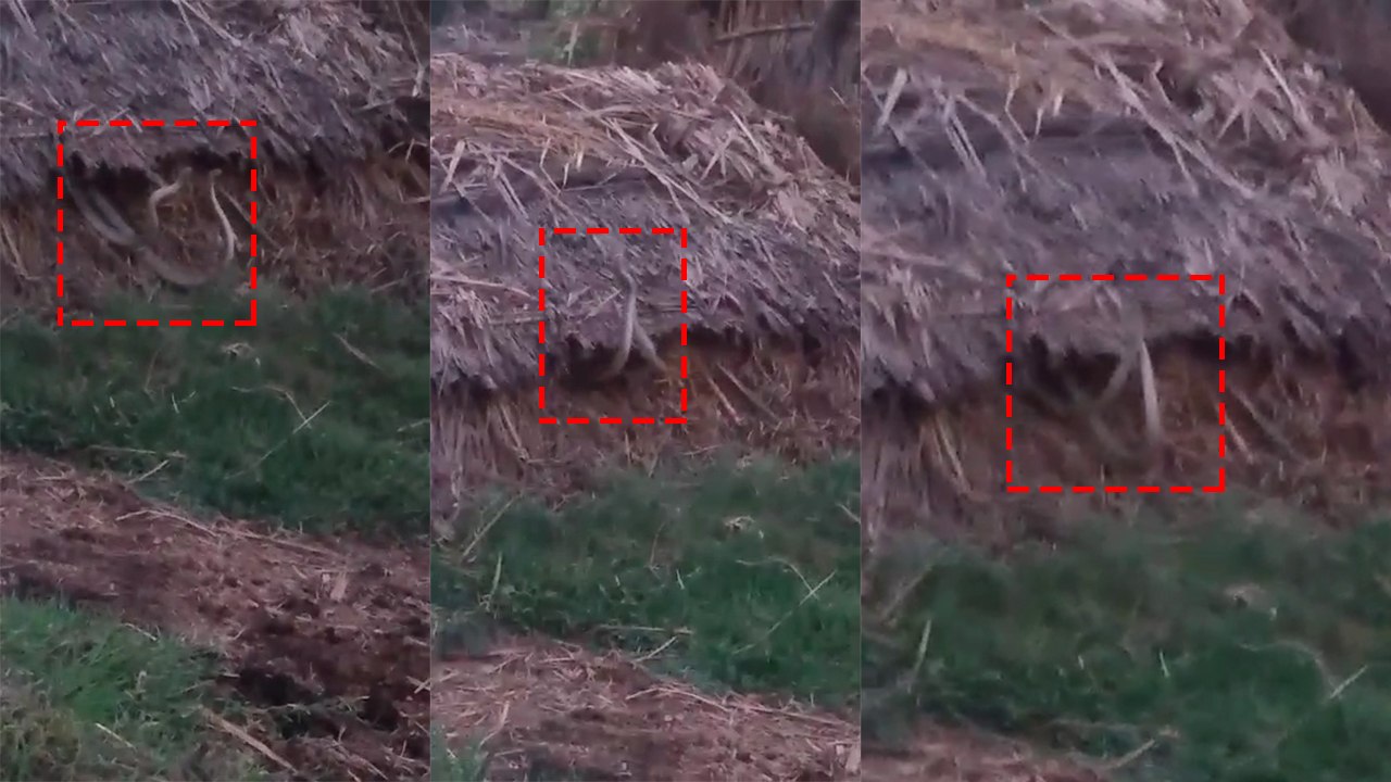 शिव मंदिर मे नहीं देखा होगा ऐसा नाग नागिन का डांस, देखें वीडियो