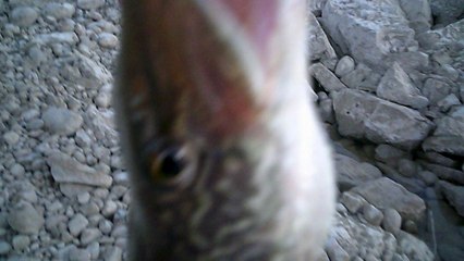 SUNP0002 . THE FIRST CATCH OF THE DAY, GLENIFFER LAKE ALBERTA CANADA. PART 1.HD VIDEO.