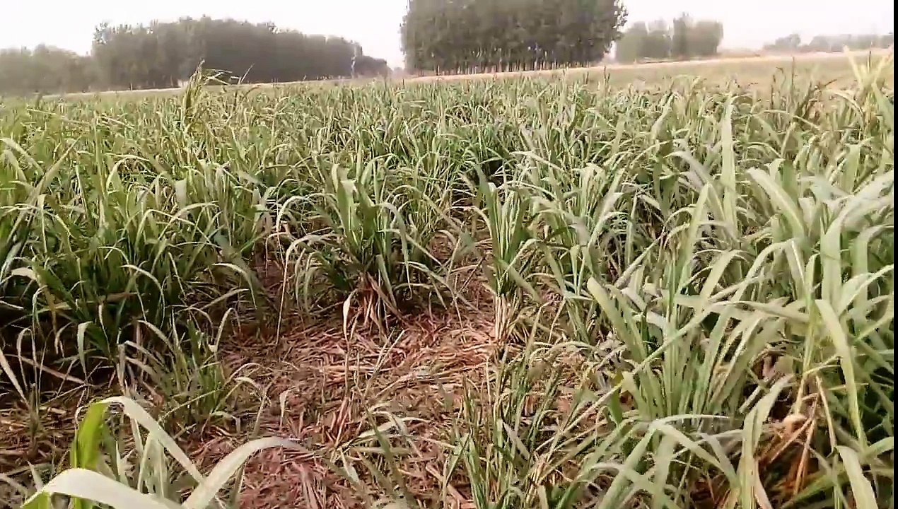 0239 sugarcane