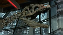 بيع هيكل ديناصور عمره 150 مليون سنة بمبلغ مليوني يورو خلال مزاد بباريس