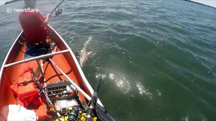 Man unhooks shark with bare hands