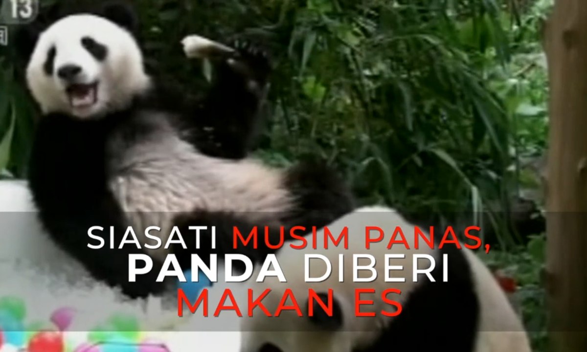 Siasati Musim Panas, Panda Diberi Makan Es