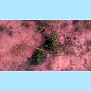 Co-crops cluster beans with sugarcane crops trench methods