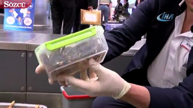 Havalimanında yolcu bagajından piton yılanı, kaplumbağa, kurbağa çıktı
