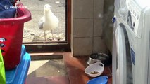 Stealthy seagull checks coast is clear before stealing cat food