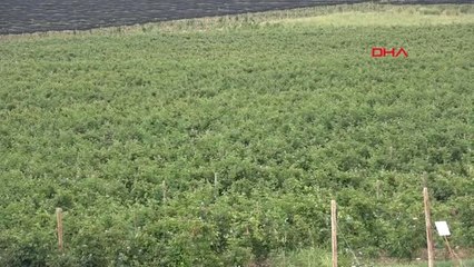 Batman Böğürtleni Avrupa Pazarında