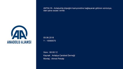 Sürücüye 'köpeğe eziyet'ten ceza - ANTALYA