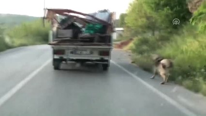 Sürücüye "Köpeğe Eziyet"Ten Ceza